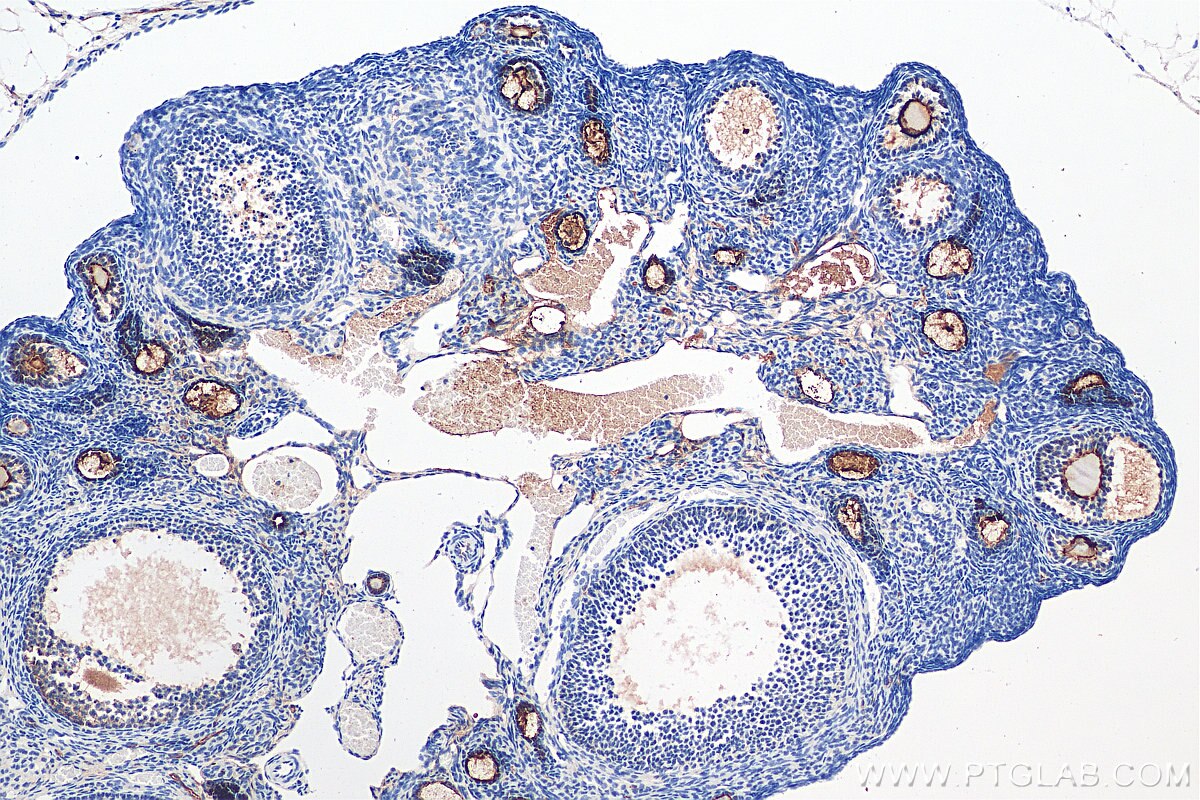 Immunohistochemistry (IHC) staining of mouse ovary tissue using ZP3 Polyclonal antibody (21279-1-AP)