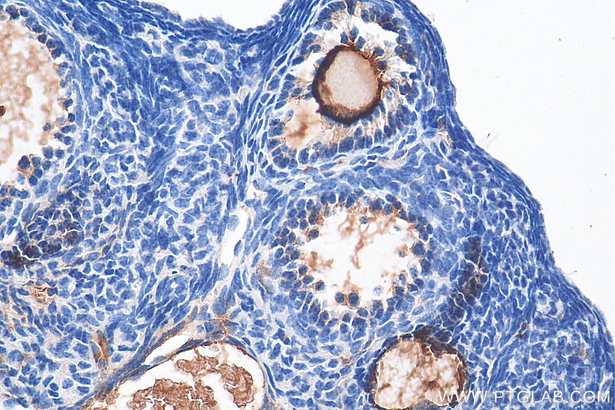 Immunohistochemistry (IHC) staining of mouse ovary tissue using ZP3 Polyclonal antibody (21279-1-AP)