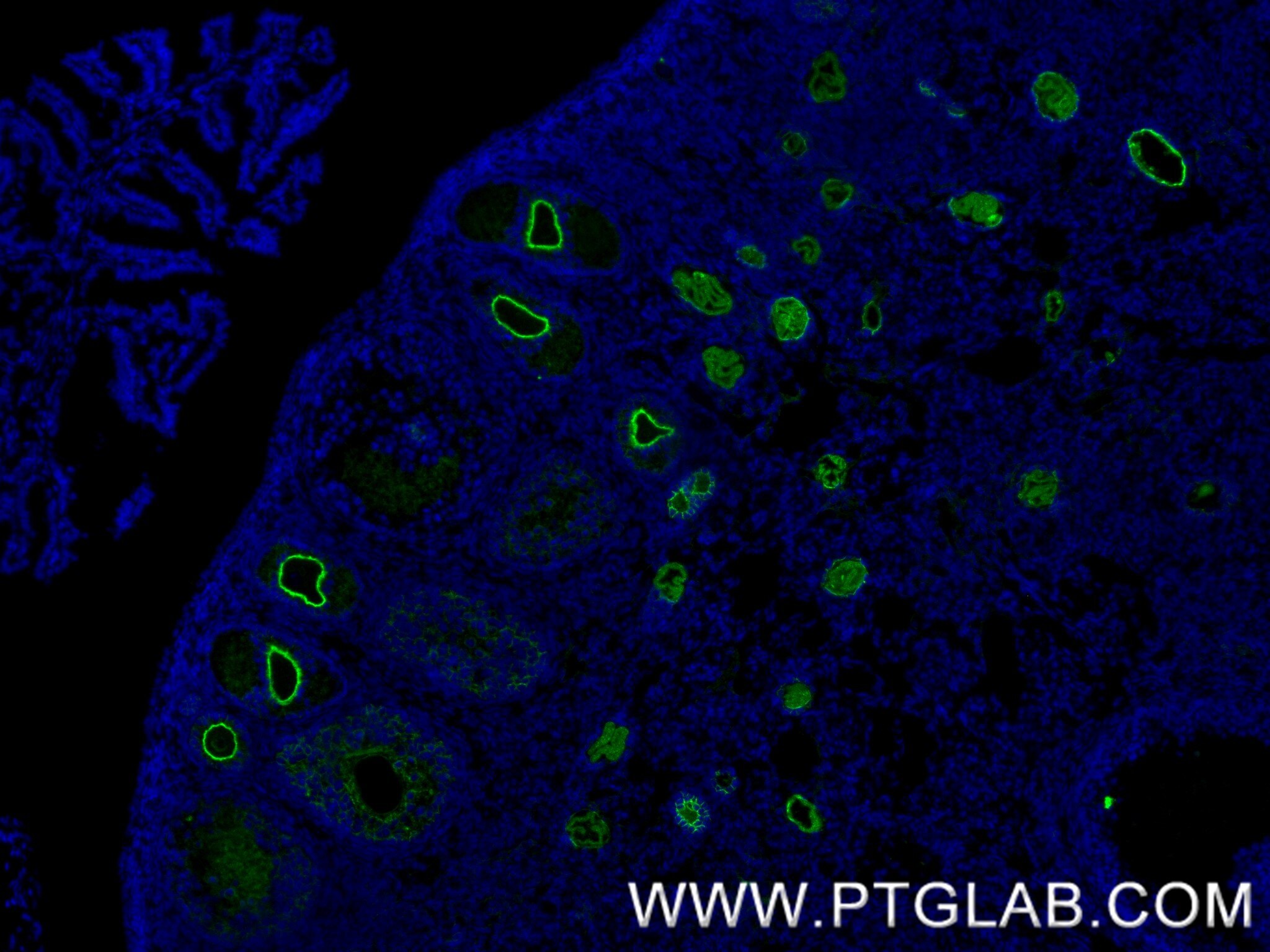 Immunofluorescence (IF) / fluorescent staining of mouse ovary tissue using ZP3 Recombinant antibody (85084-1-RR)