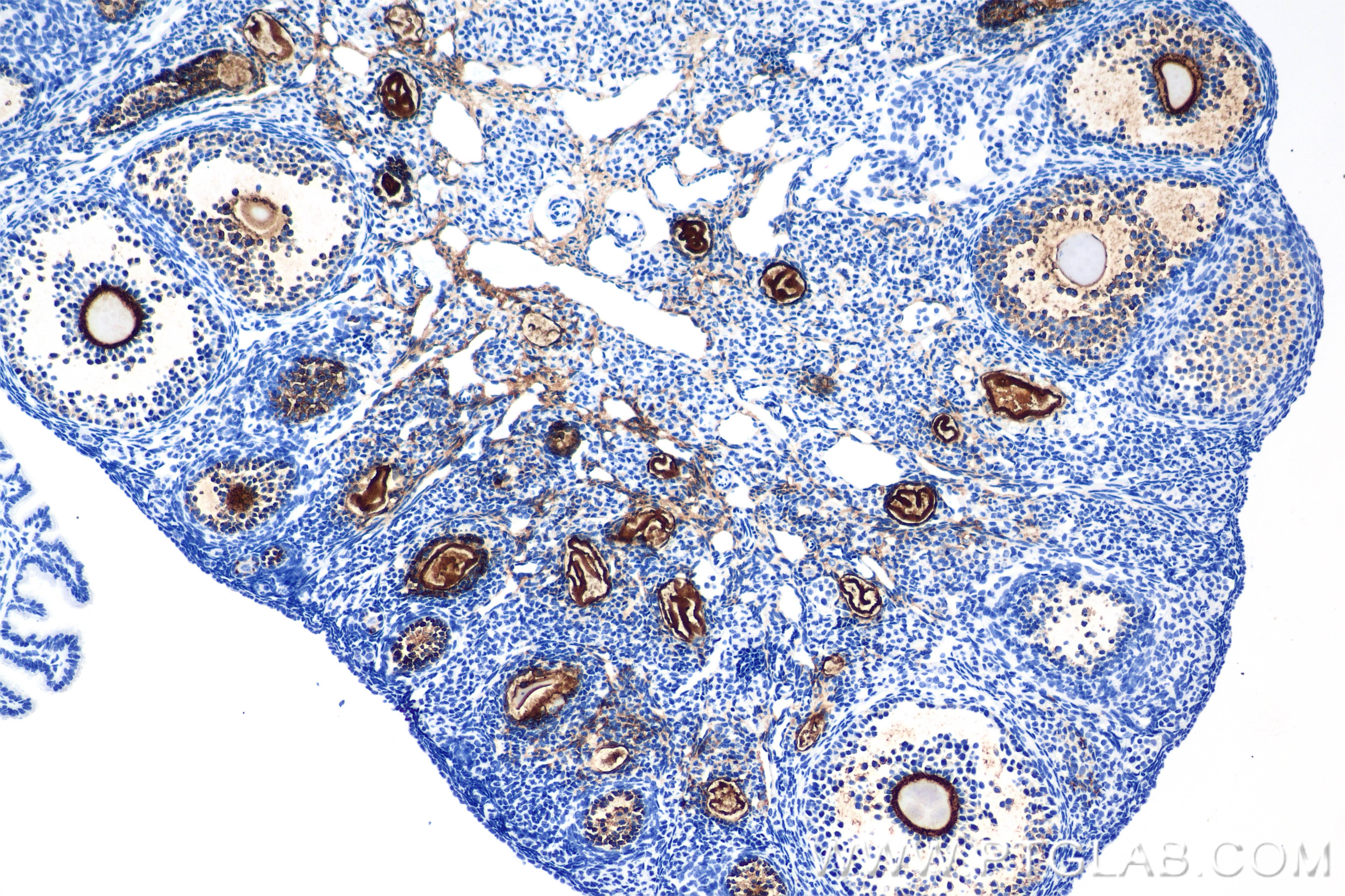 Immunohistochemistry (IHC) staining of mouse ovary tissue using ZP3 Recombinant monoclonal antibody (85084-1-RR)