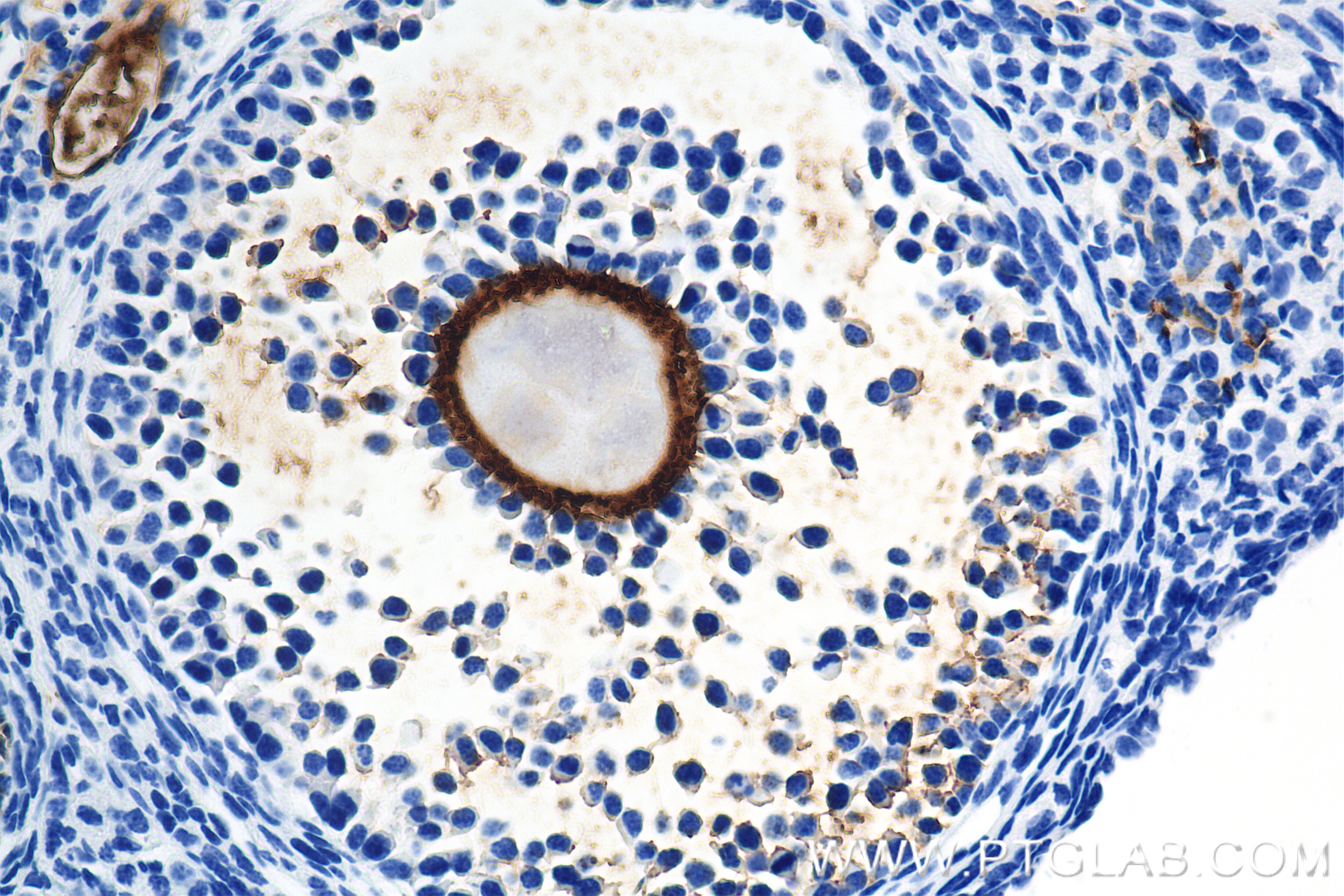 Immunohistochemistry (IHC) staining of mouse ovary tissue using ZP3 Recombinant monoclonal antibody (85084-1-RR)
