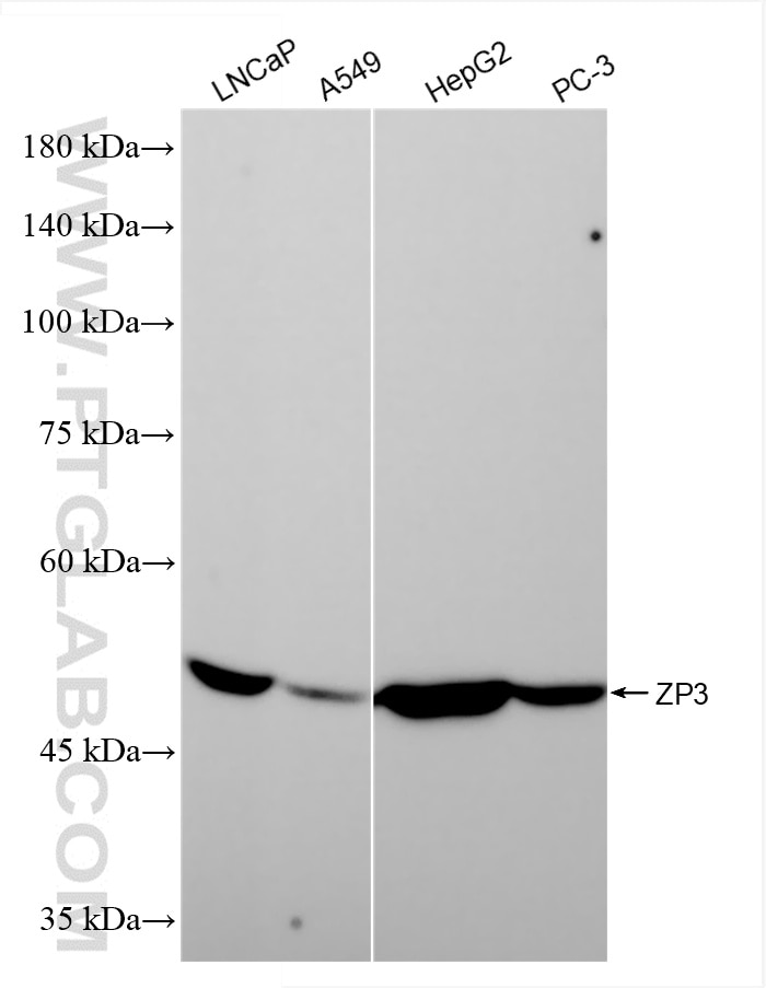 Western Blot (WB) analysis of various lysates using ZP3 Recombinant antibody (85084-1-RR)