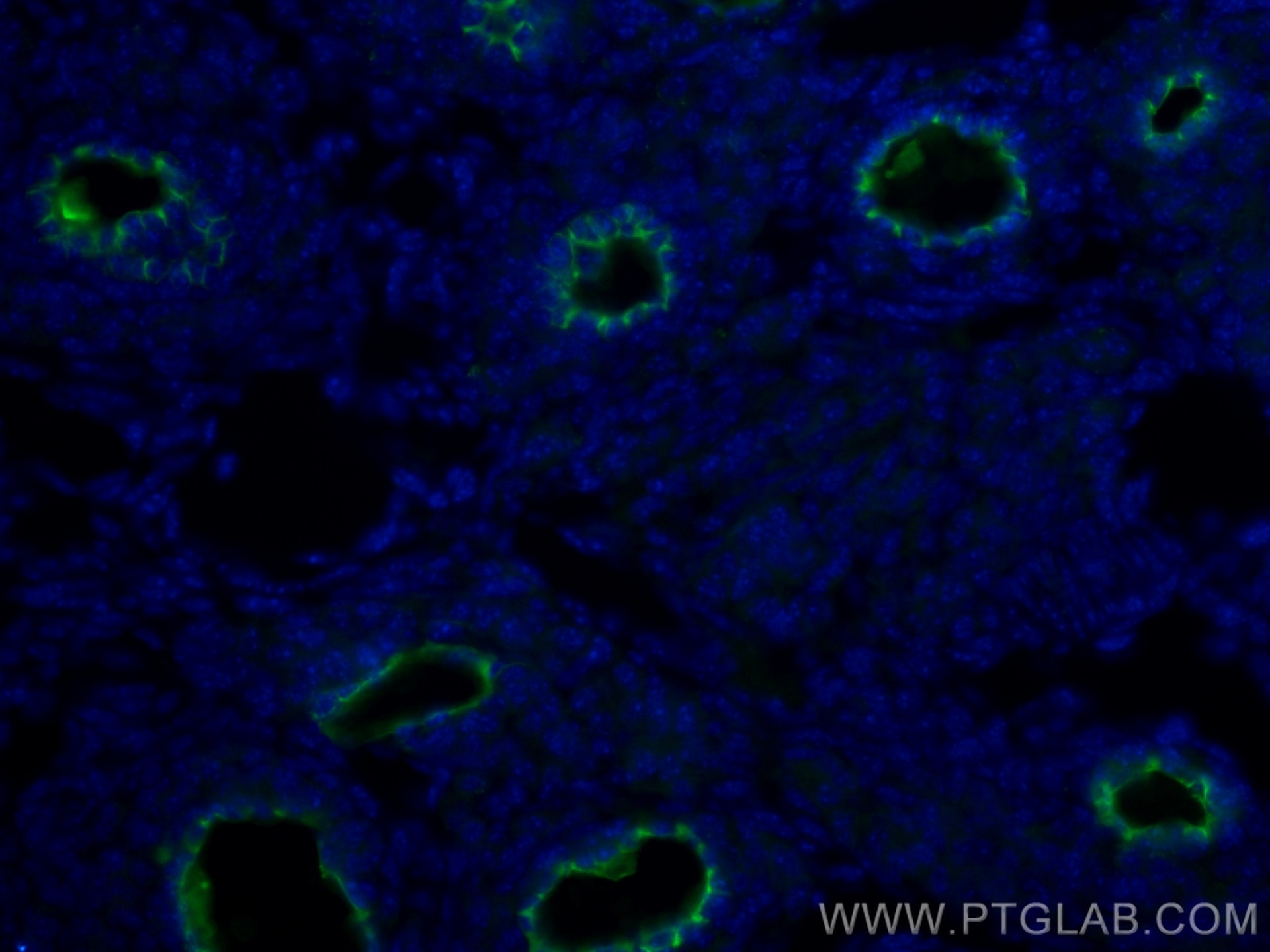 Immunofluorescence (IF) / fluorescent staining of mouse ovary tissue using CoraLite® Plus 488-conjugated ZP3 Polyclonal antib (CL488-21279)