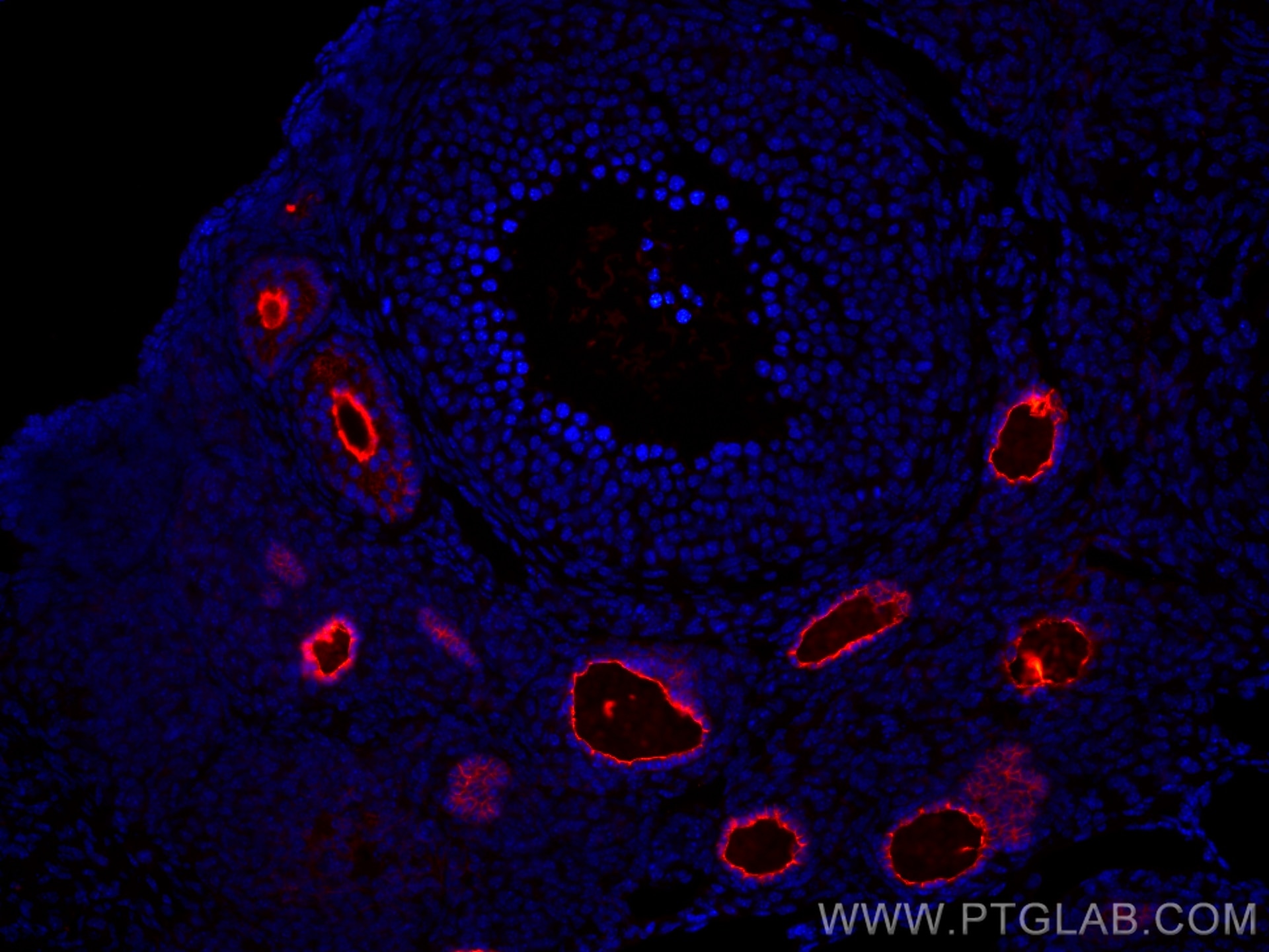 IF Staining of mouse ovary using CL594-21279