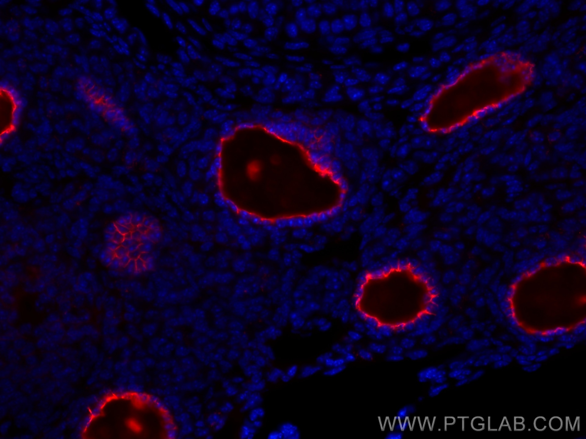 IF Staining of mouse ovary using CL594-21279