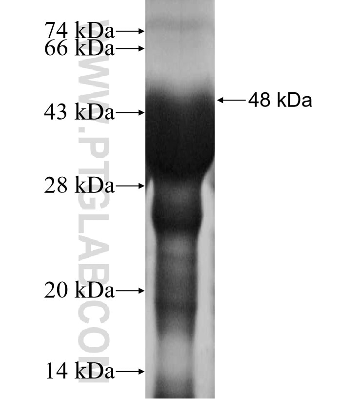 ZP3 fusion protein Ag15791 SDS-PAGE