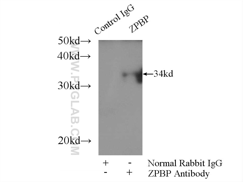 Immunoprecipitation (IP) experiment of mouse testis tissue using ZPBP Polyclonal antibody (15835-1-AP)