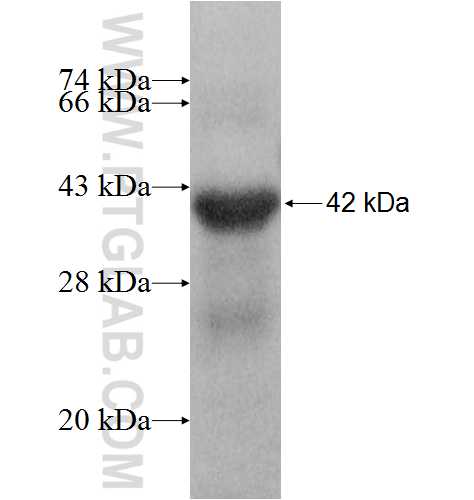 ZPBP fusion protein Ag8577 SDS-PAGE