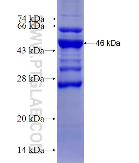 ZPLD1 fusion protein Ag27726 SDS-PAGE ZPLD1 fusion protein Ag27726 SDS-PAGE