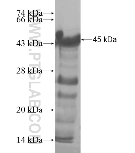 ZRANB2 fusion protein Ag20487 SDS-PAGE