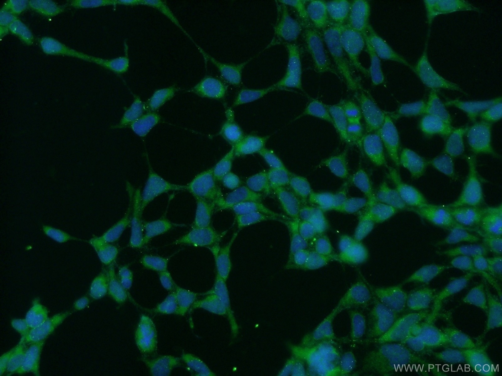 Immunofluorescence (IF) / fluorescent staining of HEK-293 cells using ZRANB3 Polyclonal antibody (23111-1-AP)