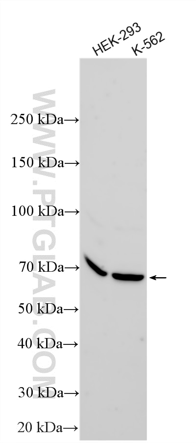 Western Blot (WB) analysis of various lysates using ZRSR2 Polyclonal antibody (33753-1-AP)