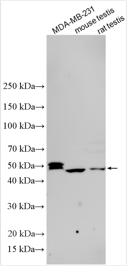 Western Blot (WB) analysis of various lysates using ZSCAN1 Polyclonal antibody (32583-1-AP)