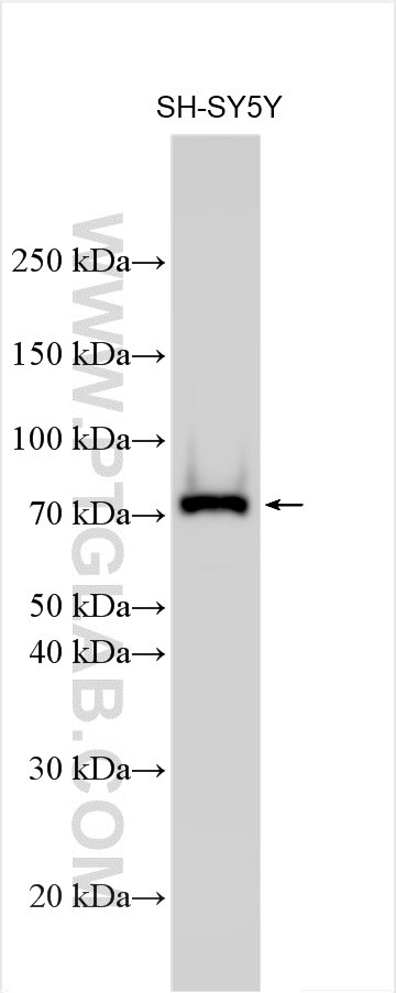 Western Blot (WB) analysis of various lysates using ZSCAN2 Polyclonal antibody (32581-1-AP)