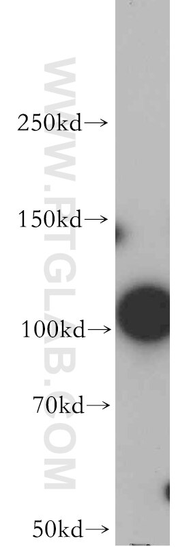 WB analysis of Jurkat using 20855-1-AP