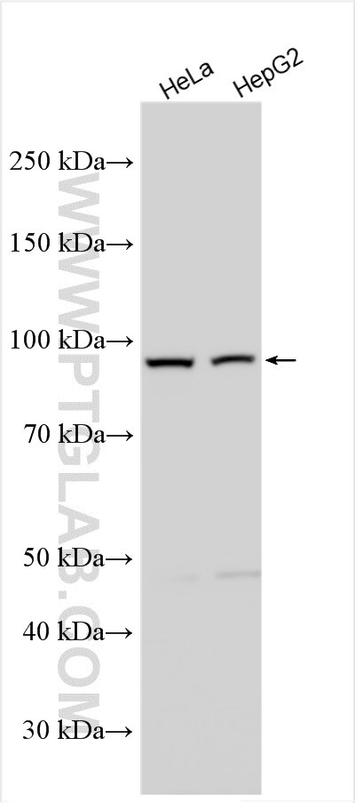 Western Blot (WB) analysis of various lysates using ZSCAN29 Polyclonal antibody (21630-1-AP)