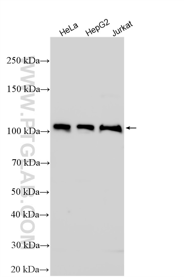 Western Blot (WB) analysis of various lysates using ZSCAN29 Polyclonal antibody (21630-1-AP)