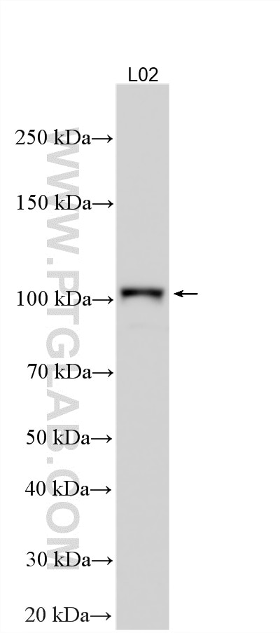 Western Blot (WB) analysis of various lysates using ZSCAN29 Polyclonal antibody (21630-1-AP)