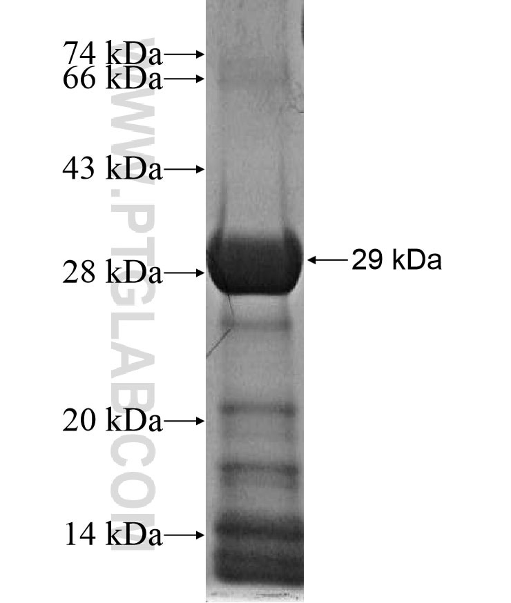 ZSCAN29 fusion protein Ag17327 SDS-PAGE