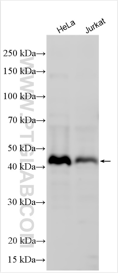 Western Blot (WB) analysis of various lysates using ZSCAN5A Polyclonal antibody (19926-1-AP)