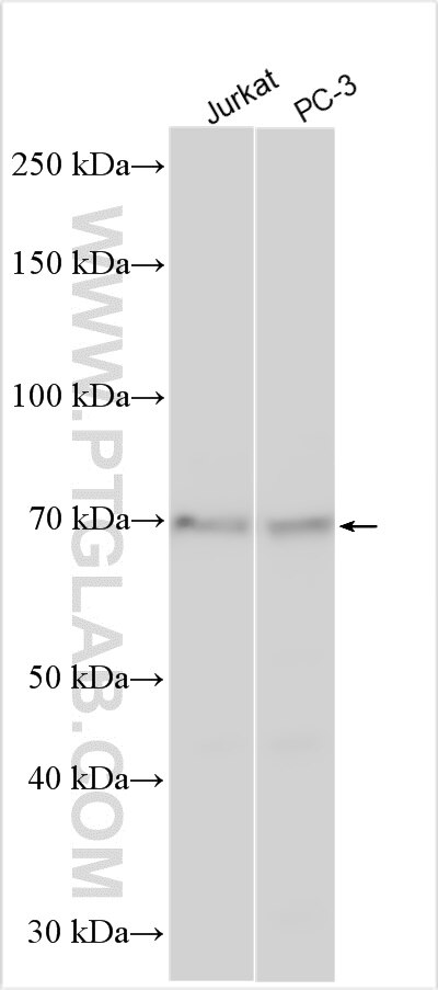 Western Blot (WB) analysis of various lysates using ZSWIM2 Polyclonal antibody (26461-1-AP)