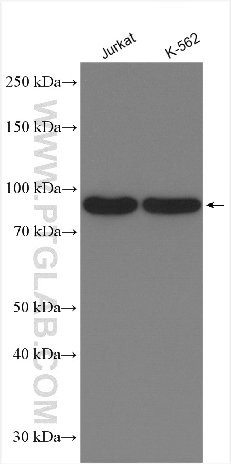 Western Blot (WB) analysis of various lysates using ZW10 Polyclonal antibody (24561-1-AP)
