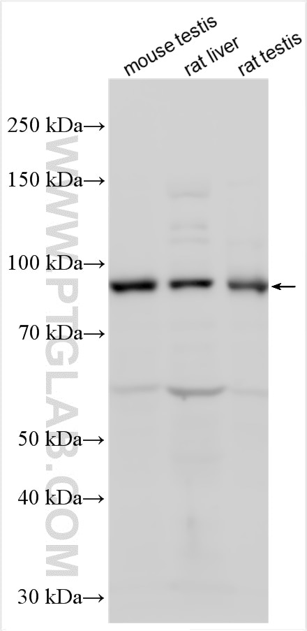 Western Blot (WB) analysis of various lysates using ZW10 Polyclonal antibody (24561-1-AP)