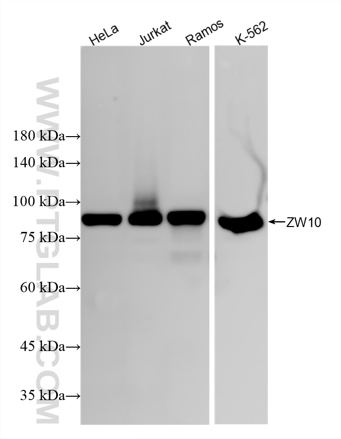 WB analysis using 86726-1-RR Western Blot (WB) analysis of various lysates using ZW10 Recombinant monoclonal antibody (86726-1-RR)