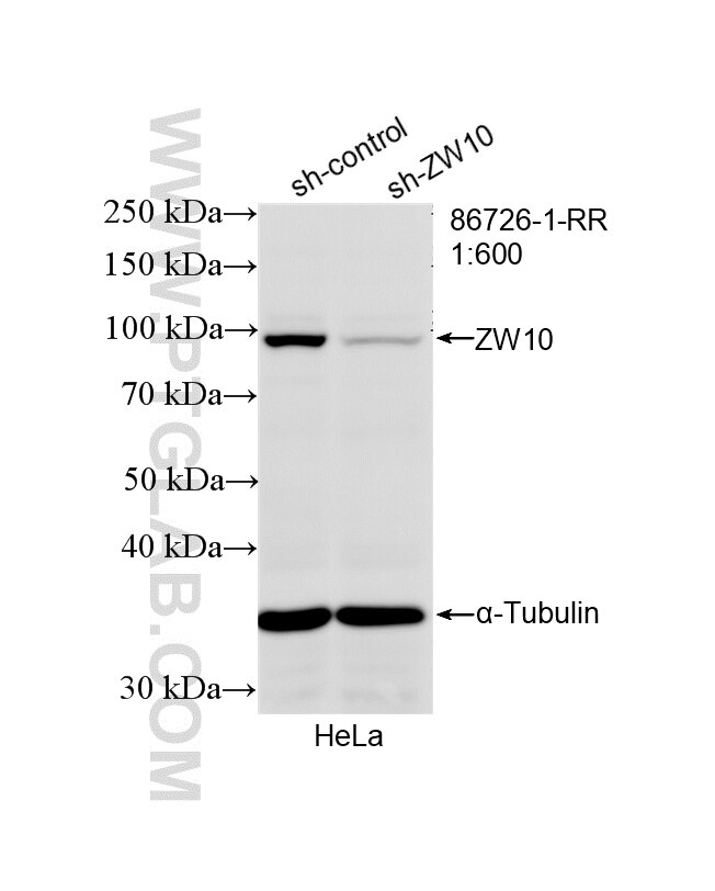 WB analysis of HeLa using 86726-1-RR Western Blot (WB) analysis of HeLa cells using ZW10 Recombinant monoclonal antibody (86726-1-RR)