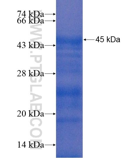 ZW10 fusion protein Ag19138 SDS-PAGE