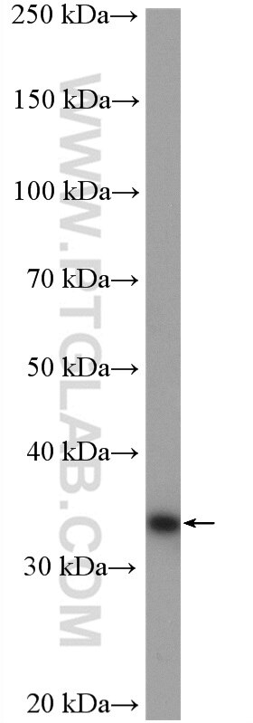 Western Blot (WB) analysis of HepG2 cells using ZWINT Polyclonal antibody (12282-2-AP)