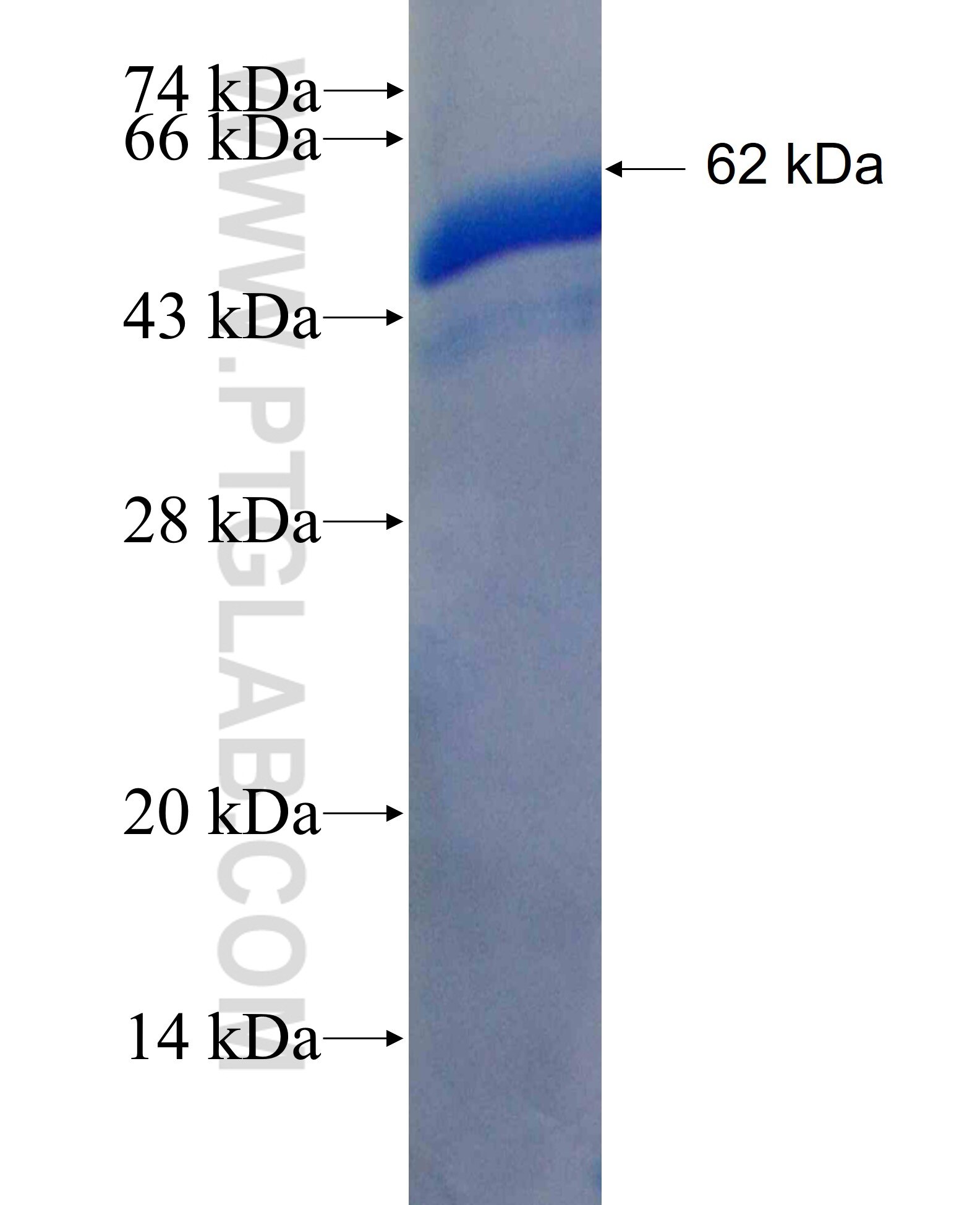 ZWINT fusion protein Ag2933 SDS-PAGE