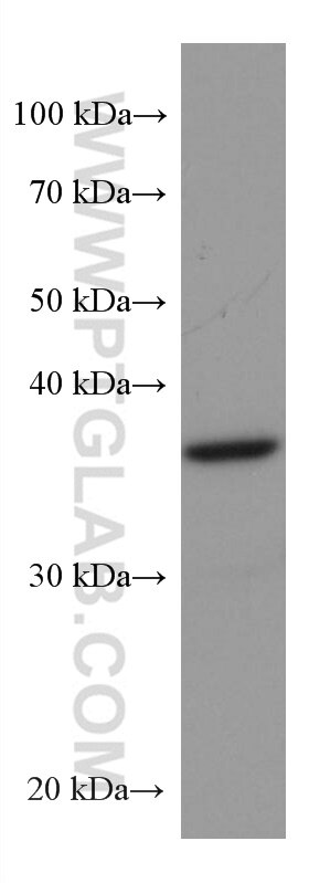 Western Blot (WB) analysis of rat brain tissue using ZnT3 Monoclonal antibody (67262-1-Ig)