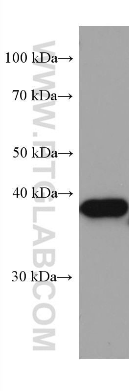 Western Blot (WB) analysis of pig brain tissue using ZnT3 Monoclonal antibody (67262-1-Ig)
