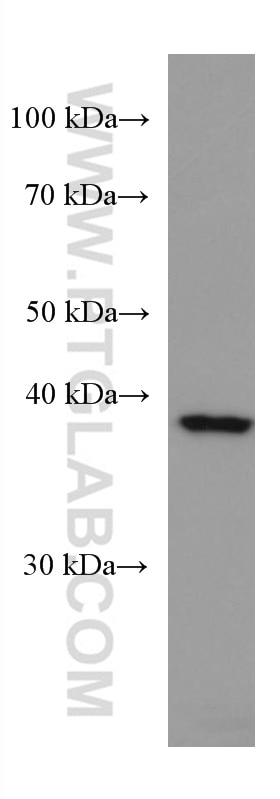 Western Blot (WB) analysis of HEK-293 cells using ZnT3 Monoclonal antibody (67262-1-Ig)