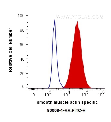 Flow cytometry (FC) experiment of C2C12 cells using smooth muscle actin specific Recombinant antibody (80008-1-RR)