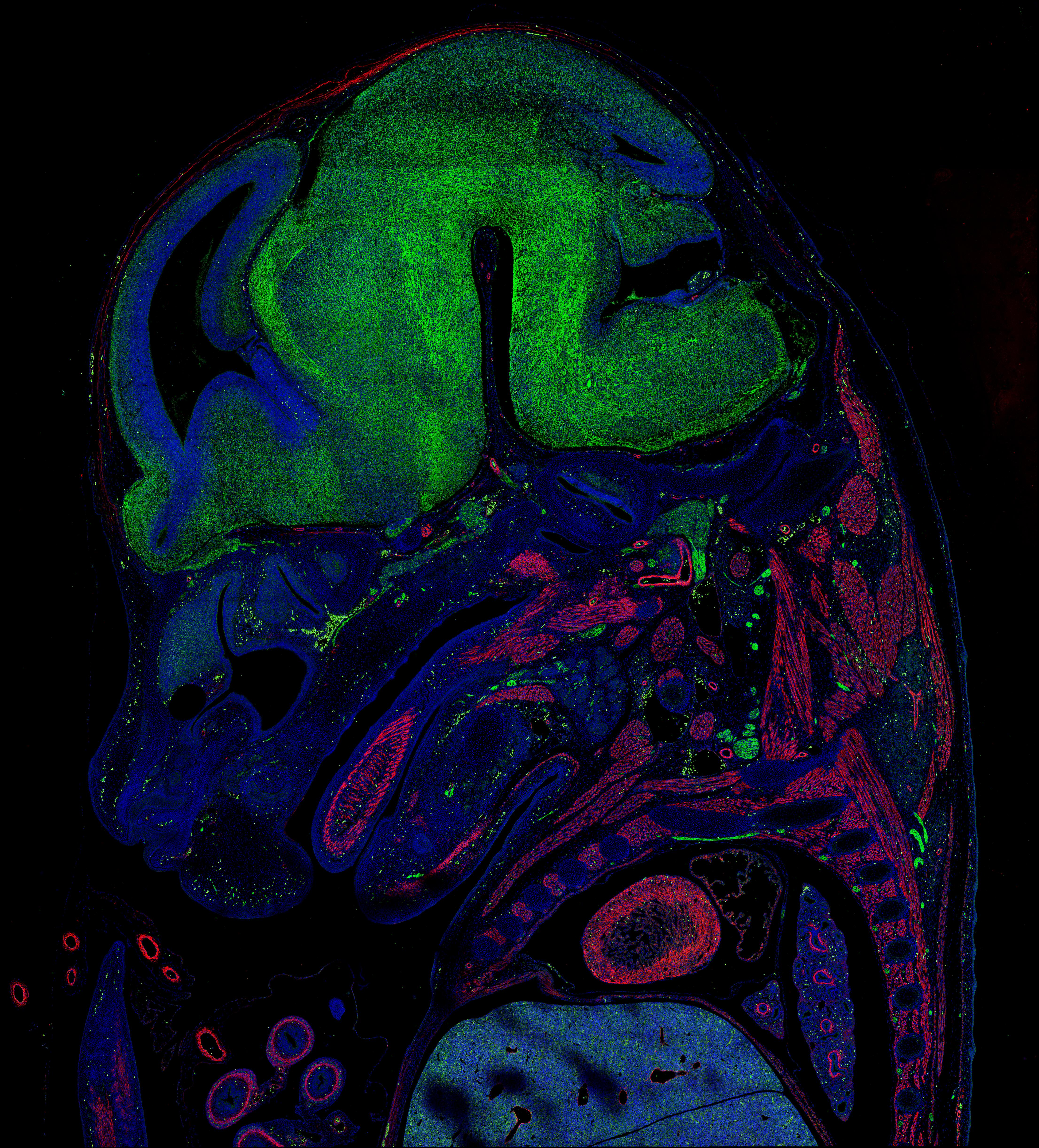 IF Staining of mouse embryo using 80008-1-RR