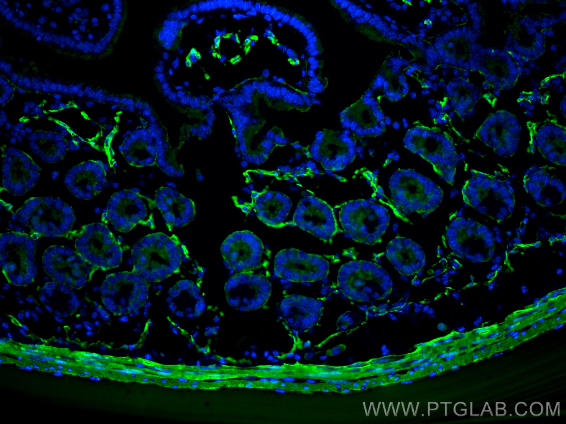 Immunofluorescence (IF) / fluorescent staining of mouse small intestine tissue using Alpha smooth muscle actin specific Recombinant ant (80008-1-RR)