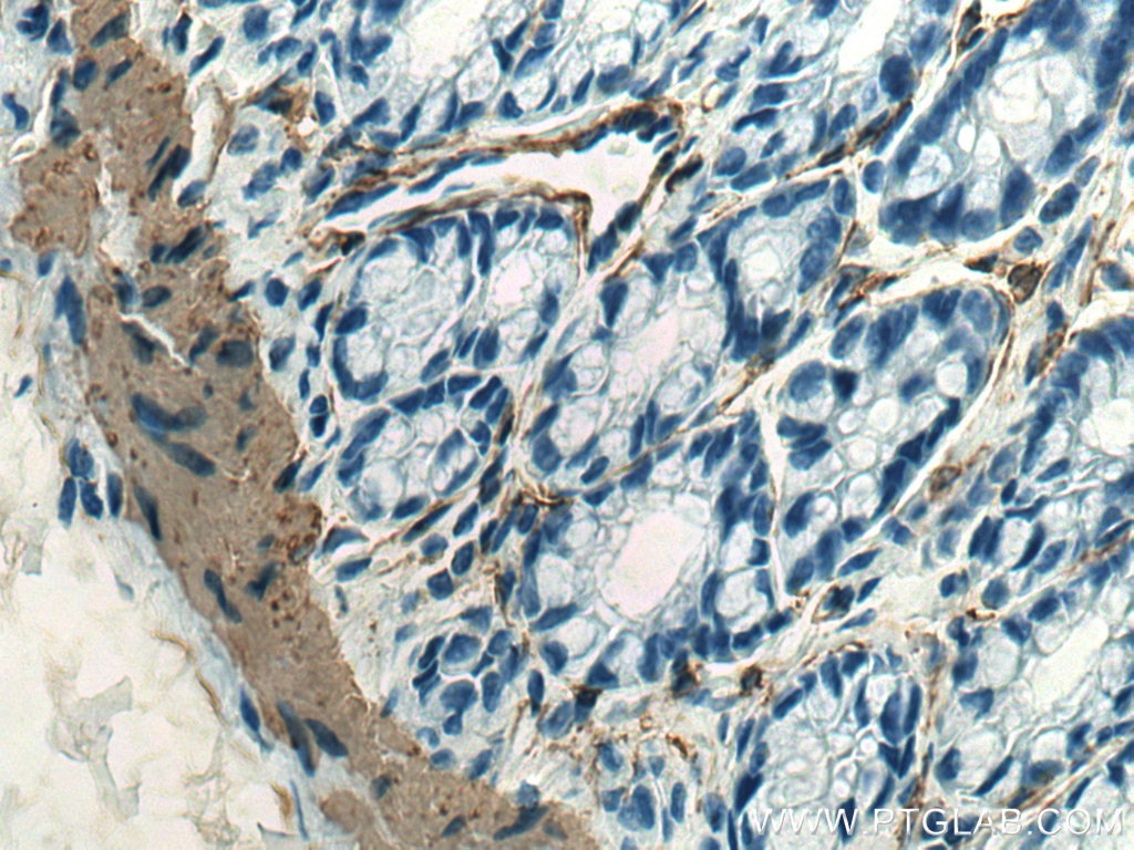Immunohistochemistry (IHC) staining of rat colon tissue using smooth muscle actin specific Recombinant antibody (80008-1-RR)
