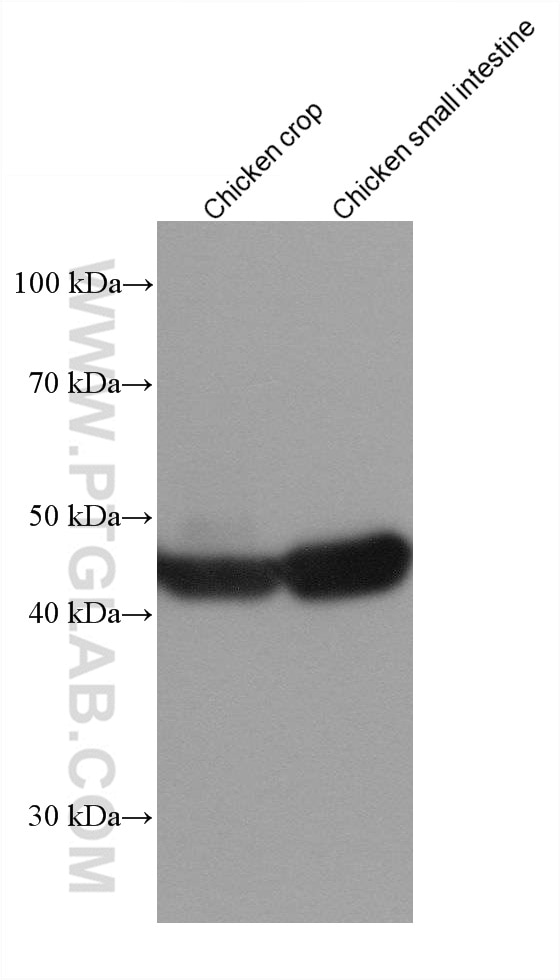 Western Blot (WB) analysis of various lysates using smooth muscle actin specific Recombinant antibody (80008-1-RR)