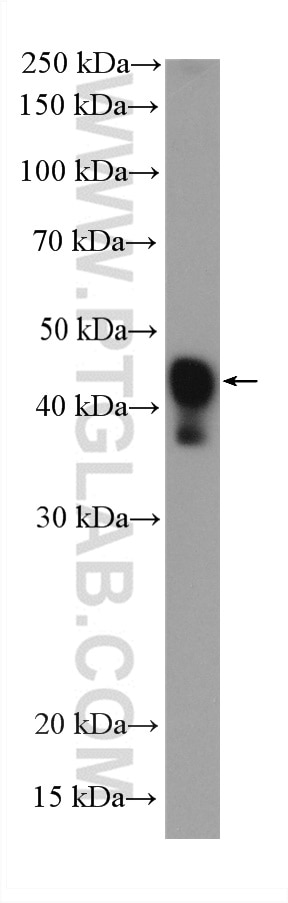 Western Blot (WB) analysis of zebrafish tissue using smooth muscle actin specific Recombinant antibody (80008-1-RR)