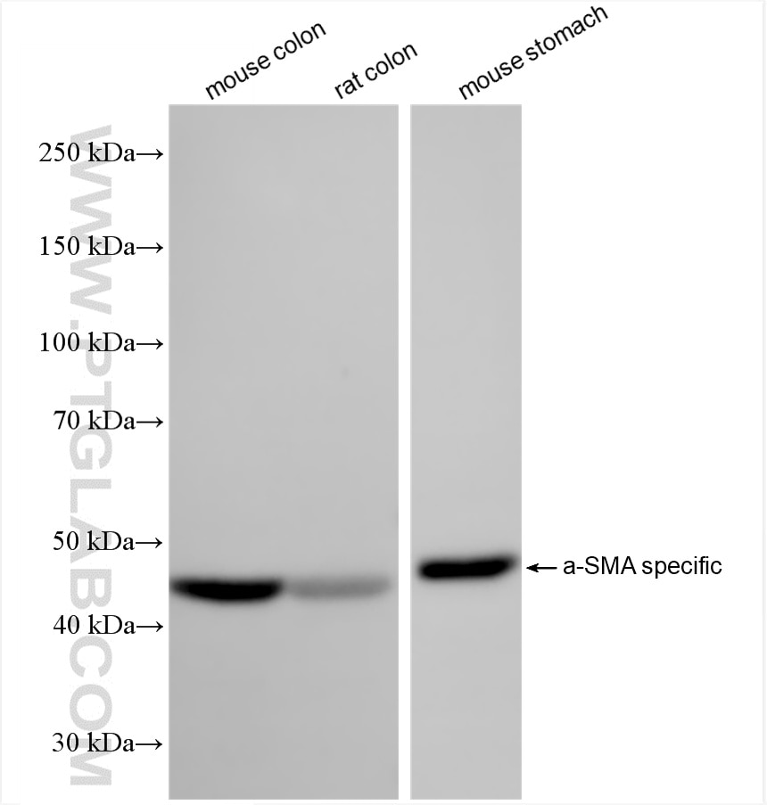 WB analysis using 80008-2-RR (same clone as 80008-2-PBS) Western Blot (WB) analysis of various lysates using Alpha smooth muscle actin specific Recombinant mon (80008-2-RR)