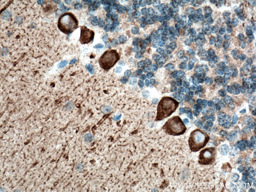 Immunohistochemistry (IHC) staining of mouse cerebellum tissue using Alpha Synuclein Monoclonal antibody (66412-1-Ig)