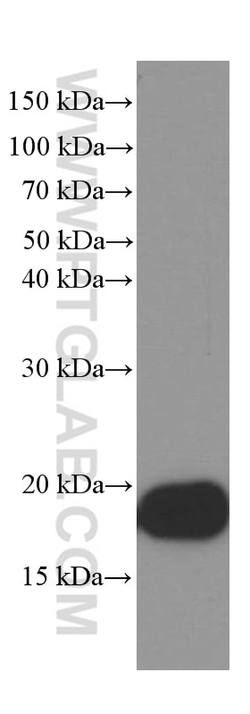 Western Blot (WB) analysis of mouse brain tissue using Alpha Synuclein Monoclonal antibody (66412-1-Ig)