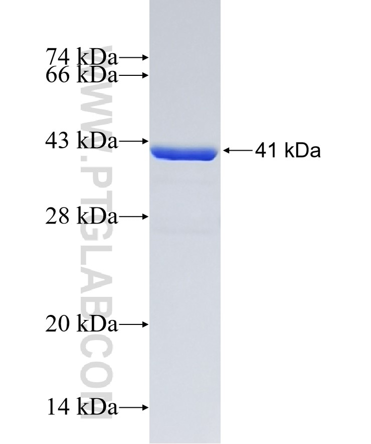 a-Synuclein fusion protein Ag1285 SDS-PAGE