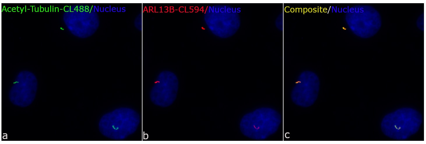 Immunofluorescence (IF) / fluorescent staining of MDCK cells using CoraLite® Plus 488-conjugated Acetyl-Tubulin (Lys4 (CL488-66200)