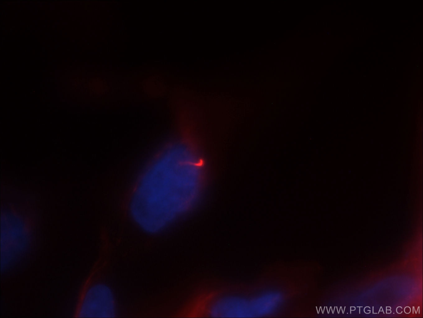 Immunofluorescence (IF) / fluorescent staining of MDCK cells using CoraLite®594-conjugated Acetyl-Tubulin (Lys40) Mon (CL594-66200)