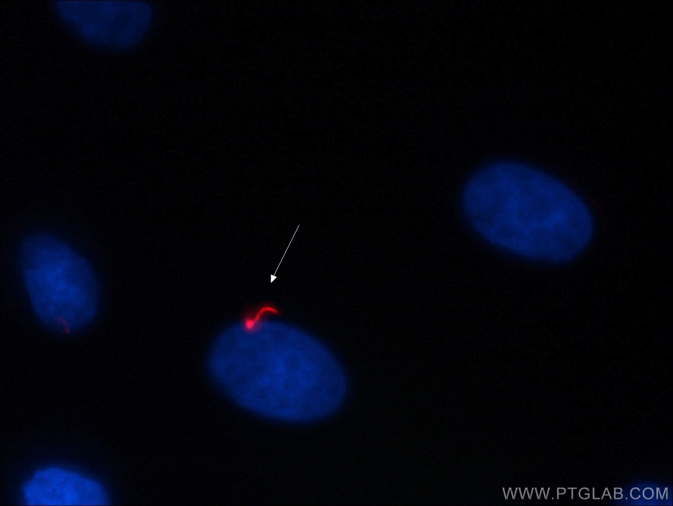 Immunofluorescence (IF) / fluorescent staining of MDCK cells using CoraLite®594-conjugated Acetyl-Tubulin (Lys40) Mon (CL594-66200)