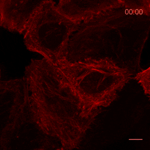 Nuclear Actin-Chromobody: NIH 3T3 cells (murine fibroblasts) transfected with the nuclear Actin-Chromobody (TagGFP2, green) and the Lamin-Chromobody (TagRFP, red) were starved in serum-free medium for 24 hours. Nuclear Actin-Chromobody probed endogenous F-actin assembly and distribution is shown 30 s after stimulation with serum. Courtesy of Matthias Plessner.