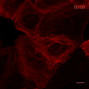 The time lapse analysis reveals the reorganization of actin after treatment with Cytochalasin D: HeLa cells were subjected to confocal imaging upon treatment with 2 µM of Cytochalasin D for 1 hour and recovery for 4 hours. Actin Chromobody enables monitoring of actin dynamics in real-time in living cells